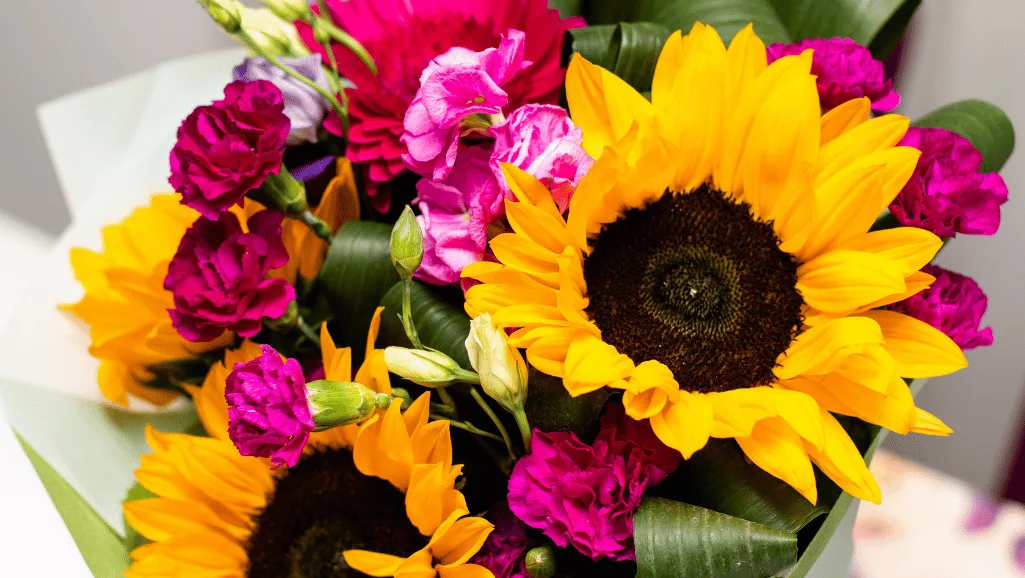 Planting annual sunflower seeds for sunflower reproduction
