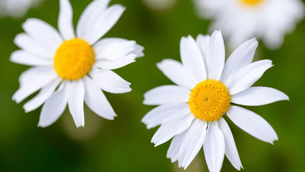 Planting daisies in a sunny garden location