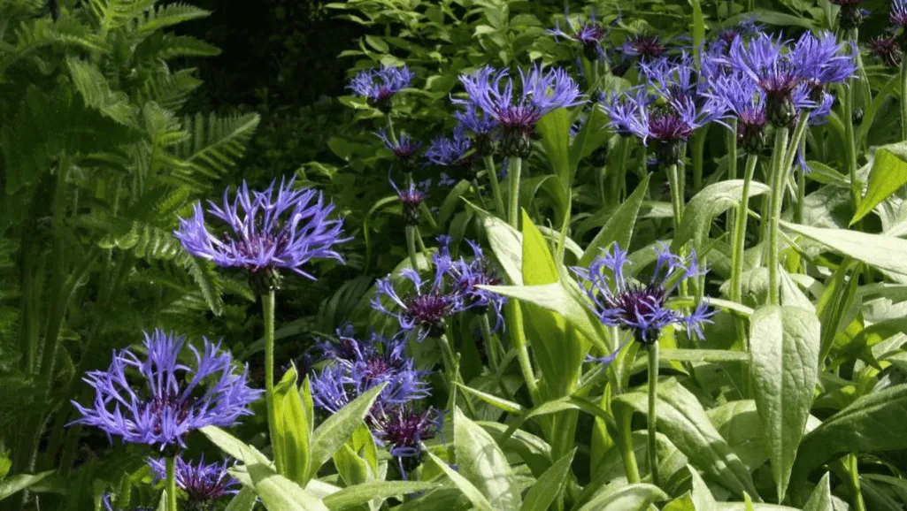 Propagating Centaurea Techniques