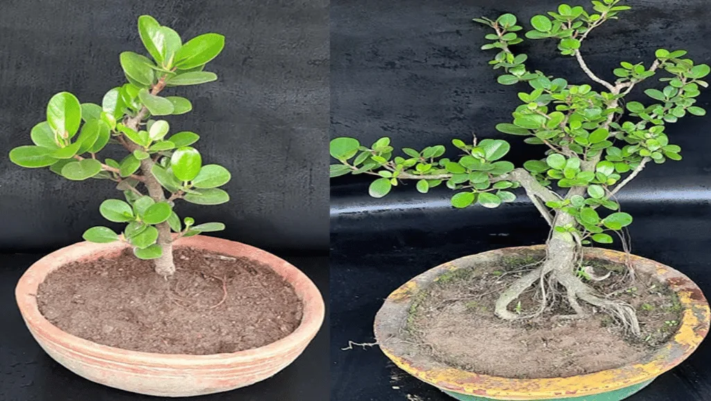 Pruning Chinese Banyan