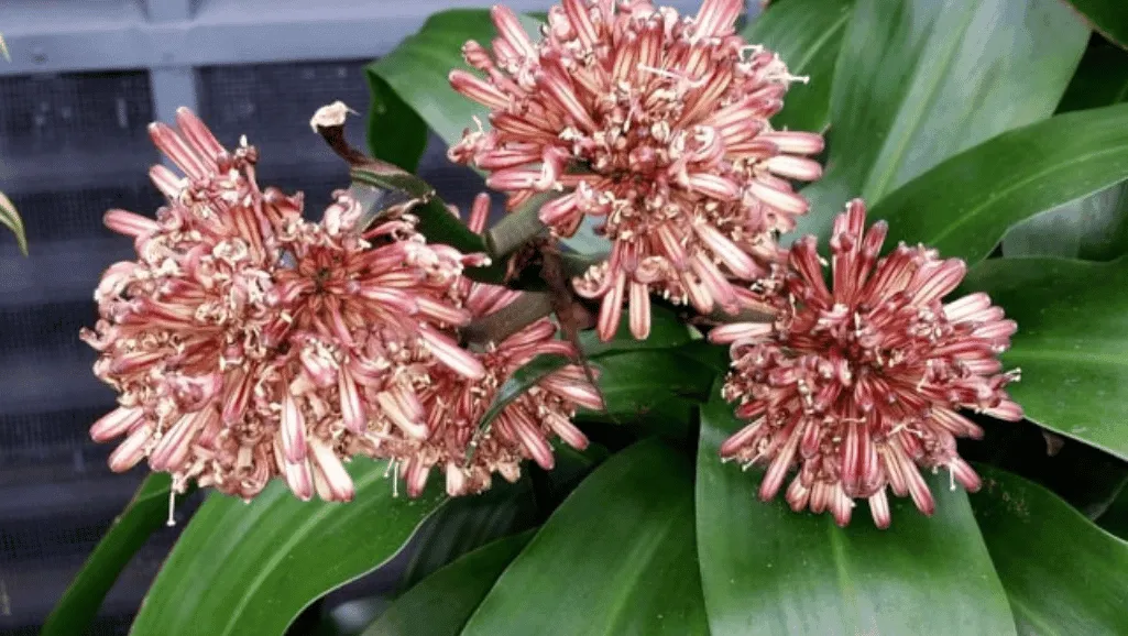 Repotting Dracaena fragrans plant