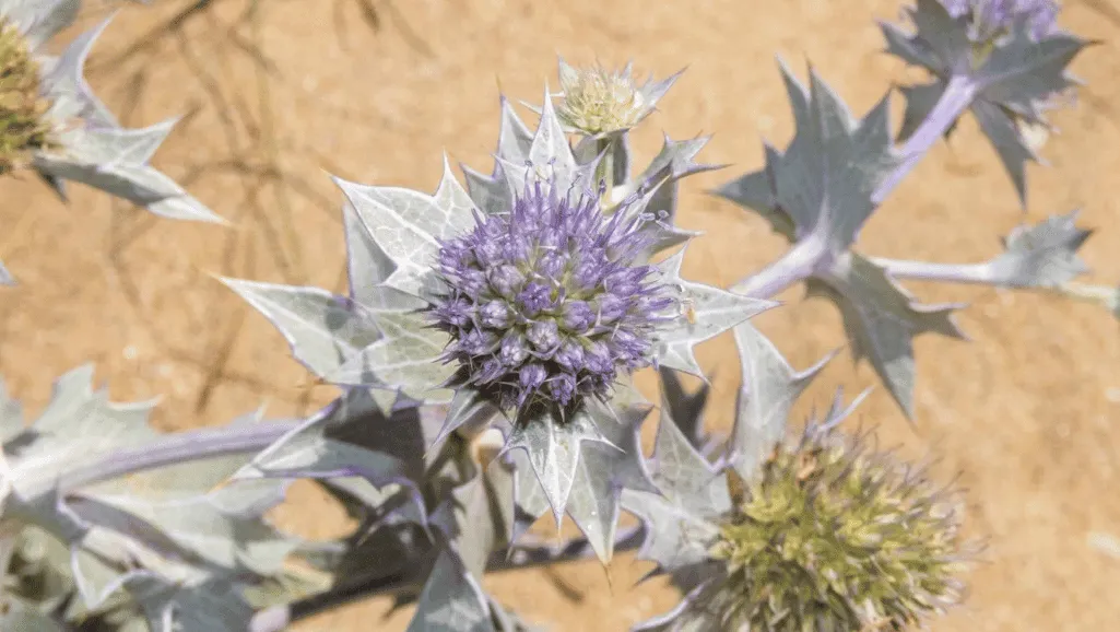 Sea Holly in a contemporary garden design