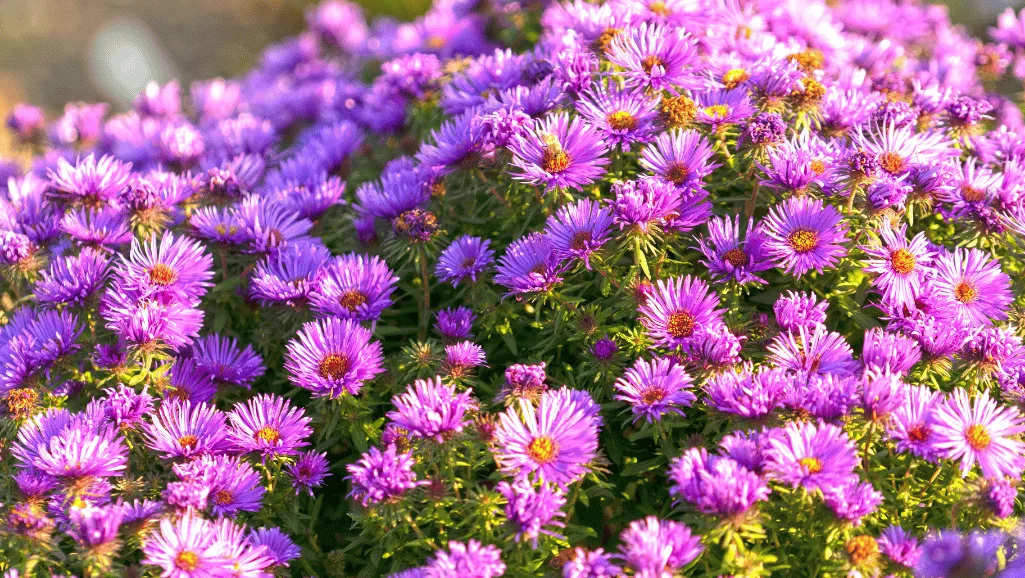 Septembers Birth Flower