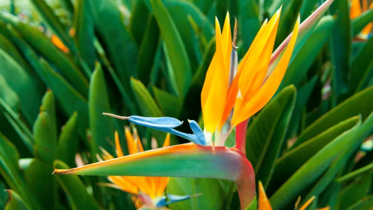 Strelitzia Reginae: Nature's Vibrant Masterpiece 1 Strelitzia Reginae