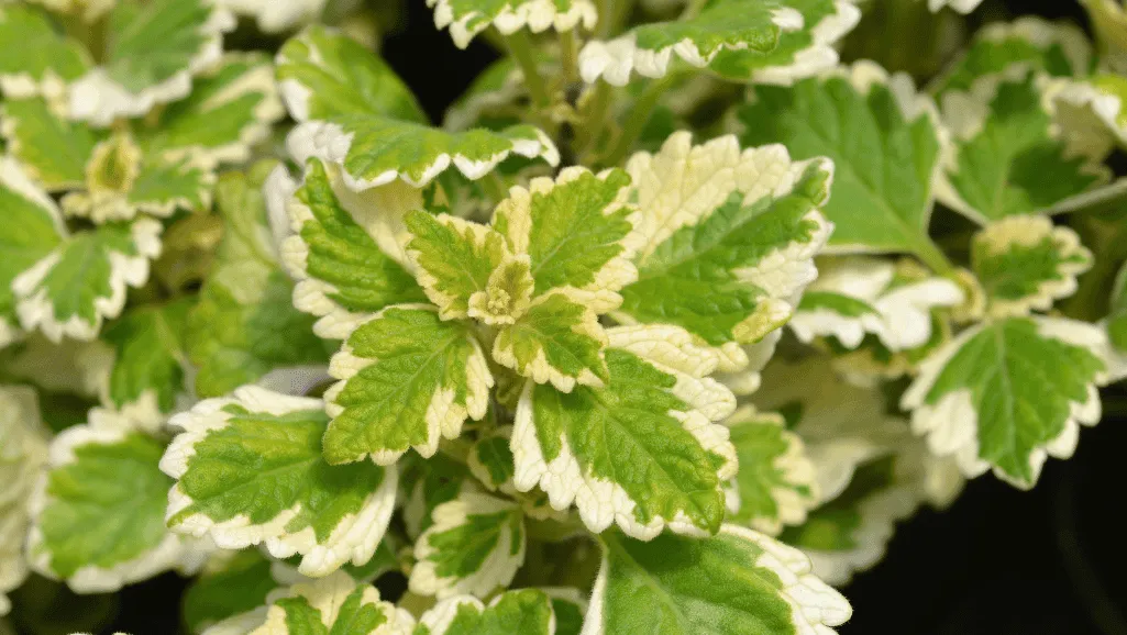 Swedish ivy in a well-draining soil mix