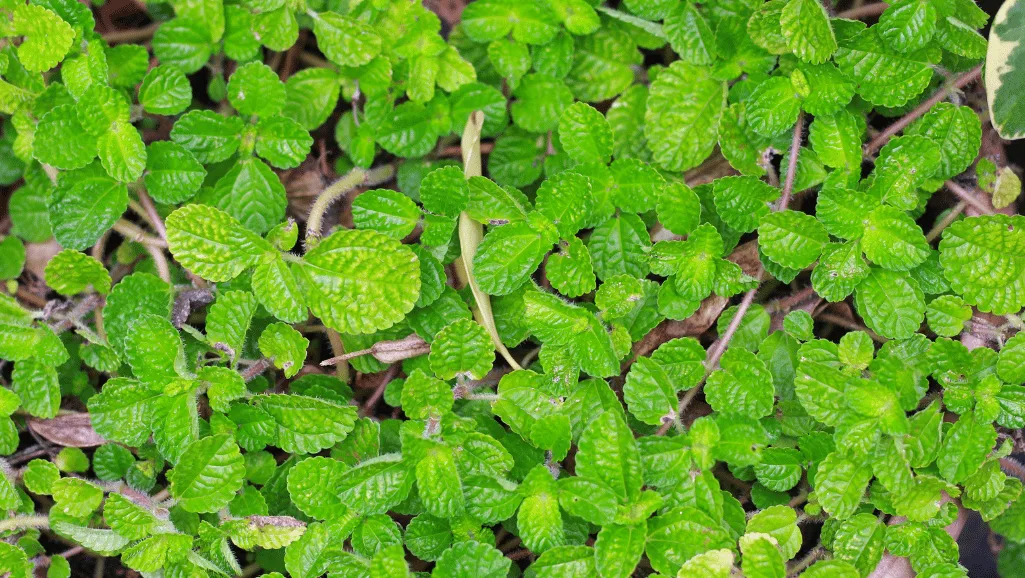 Swedish ivy in bright, indirect sunlight