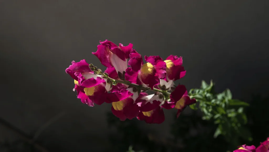 Vivid Snapdragon flower colors