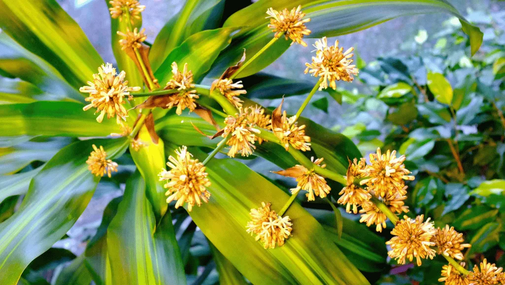 Watering corn plant