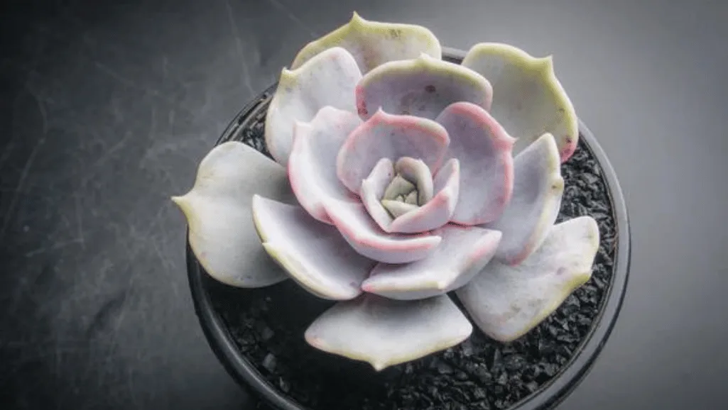 Well-draining soil for Echeveria Lilacina