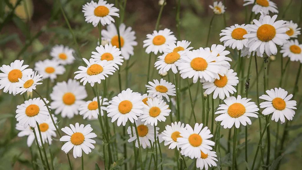 Yellow and white daisy