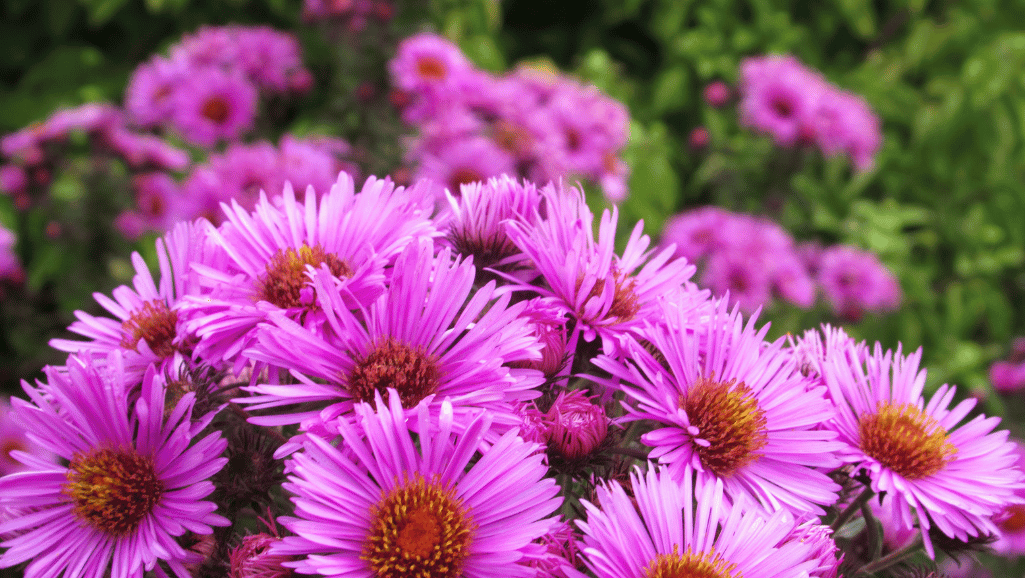 aster birth month flower