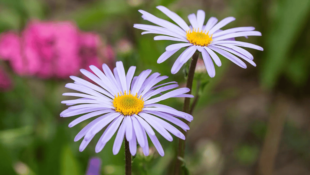 aster flower meaning