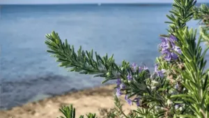 coastal areas flower