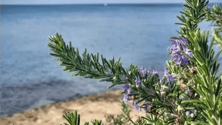 coastal areas flower
