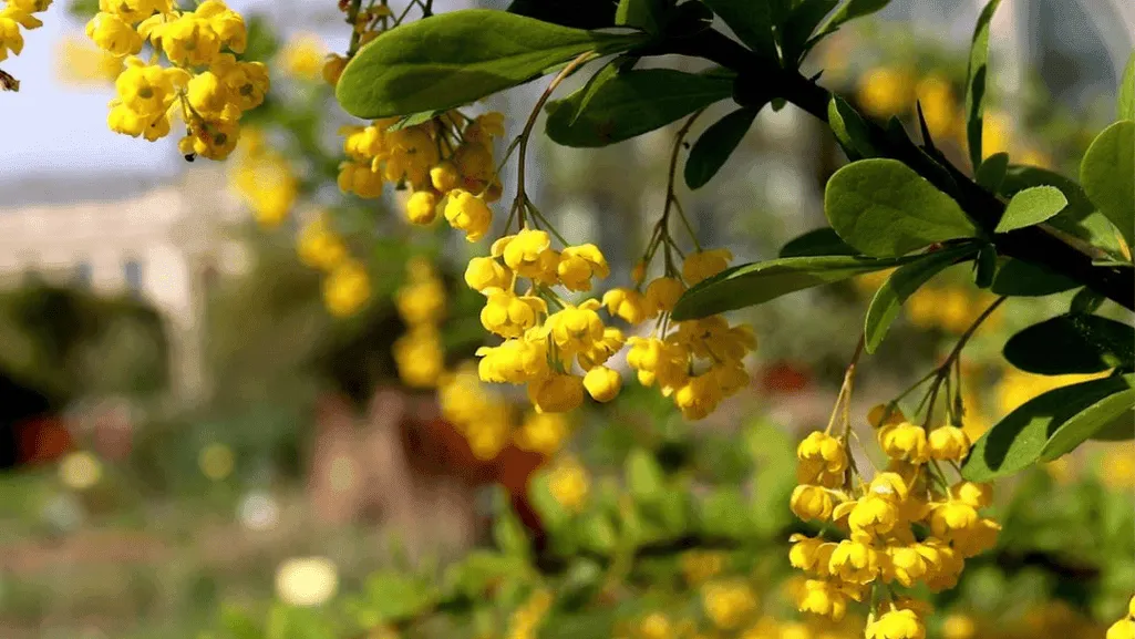 coastal landscaping shrubs