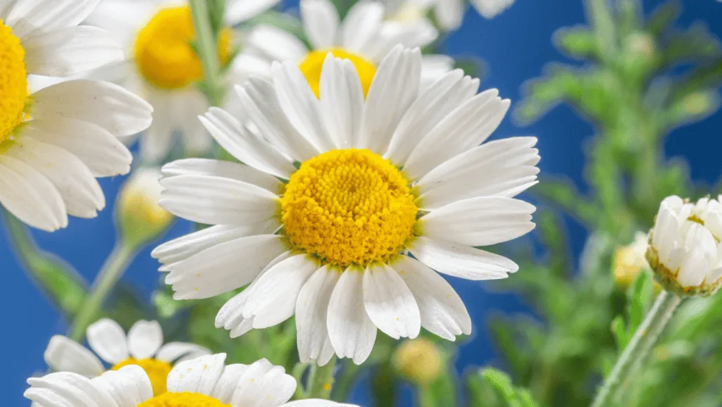 daisy varieties