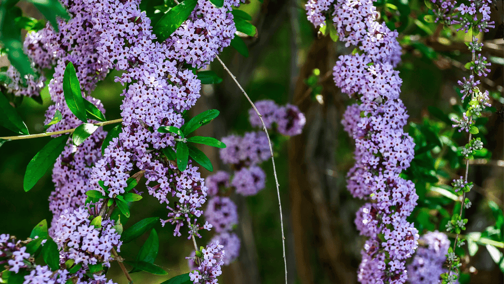 drought-tolerant coastal shrubs