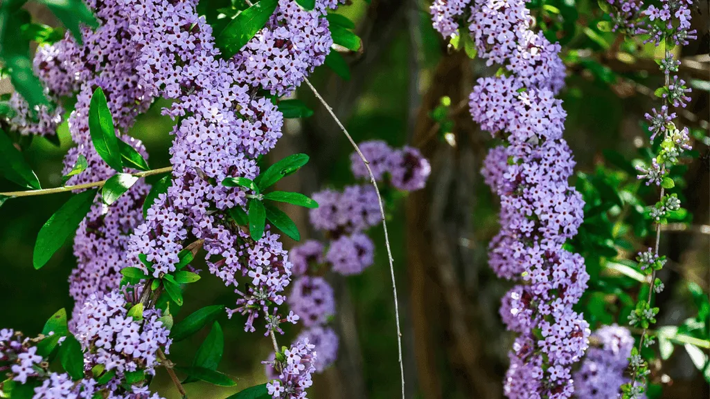 drought-tolerant coastal shrubs
