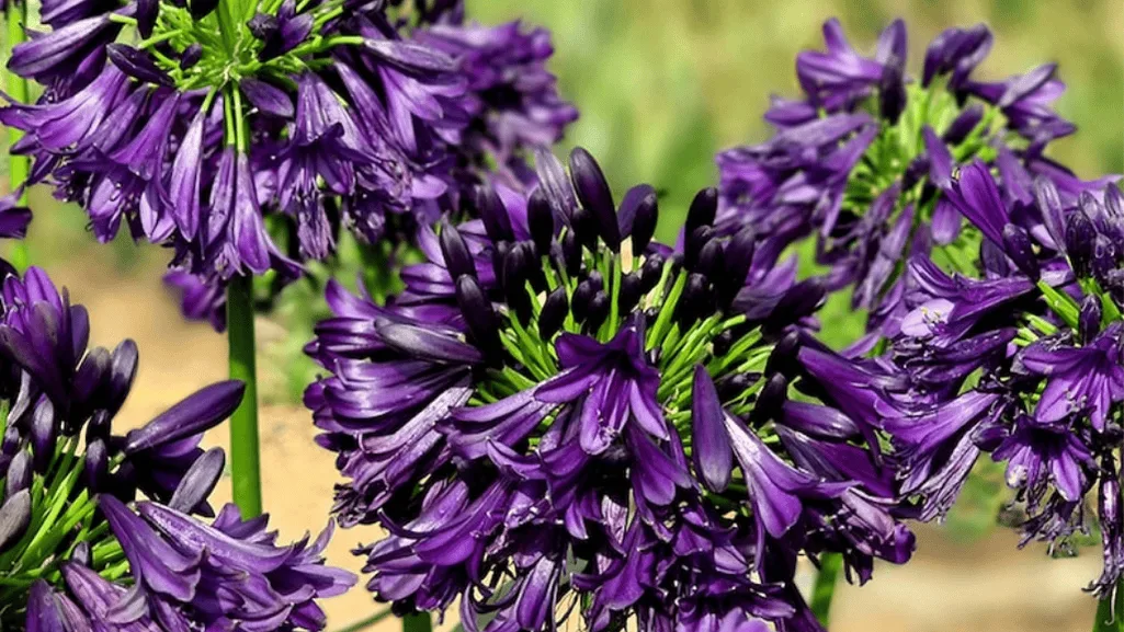 easy care seaside plants