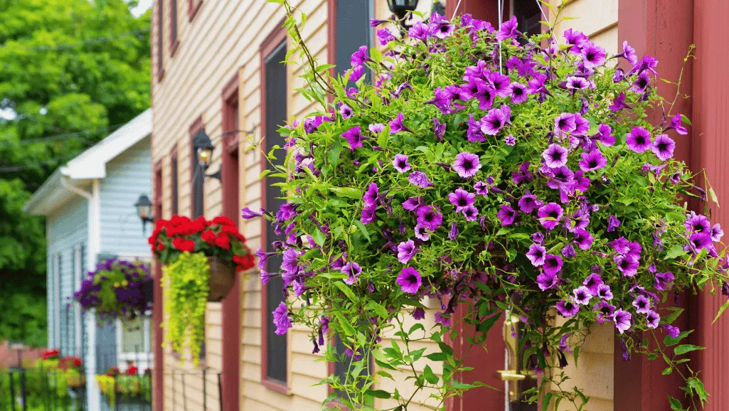 hanging baskets with colorful outdoor plants