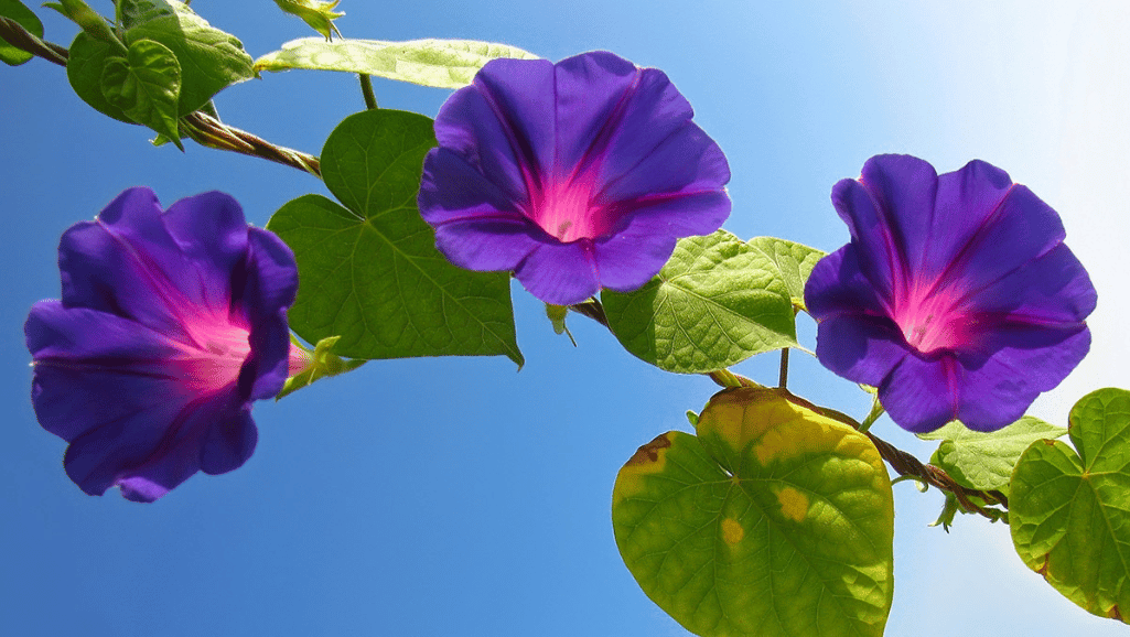 morning glory vine September Birth Flowers