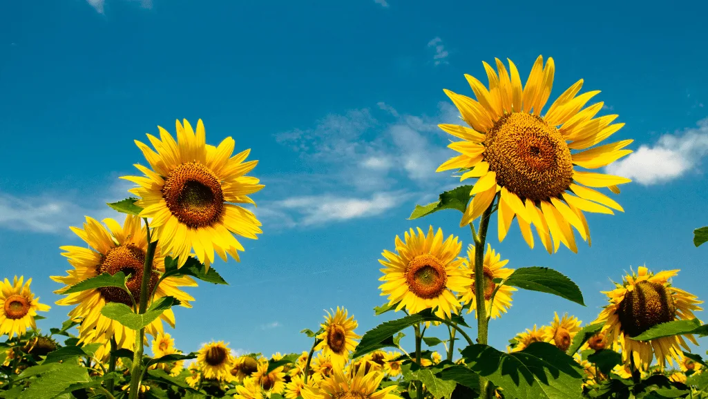 perennial sunflowers in a garden