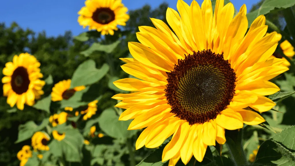 sunflower growth stages