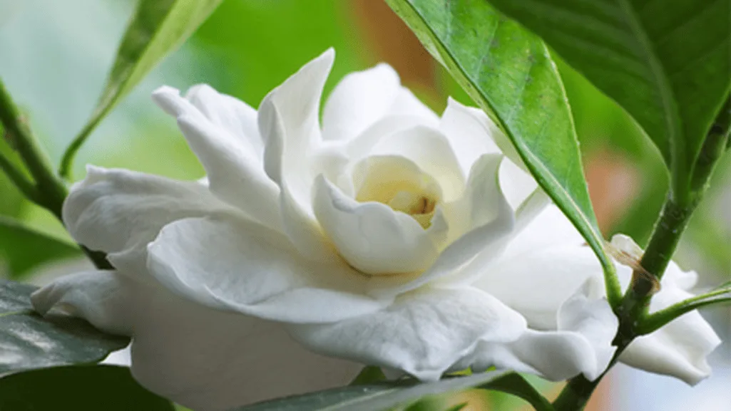 watering and fertilizing gardenia bush for optimal bloom development