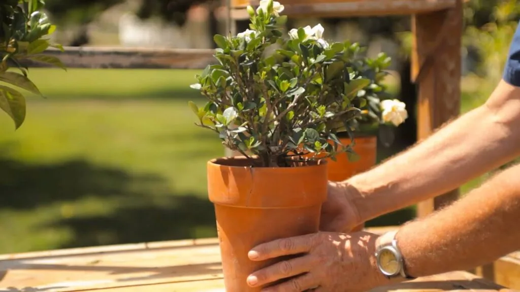 winter protection for gardenia bush