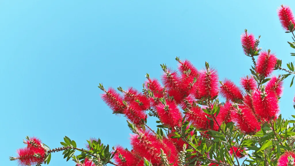 Adaptable tree callistemon in various growing conditions