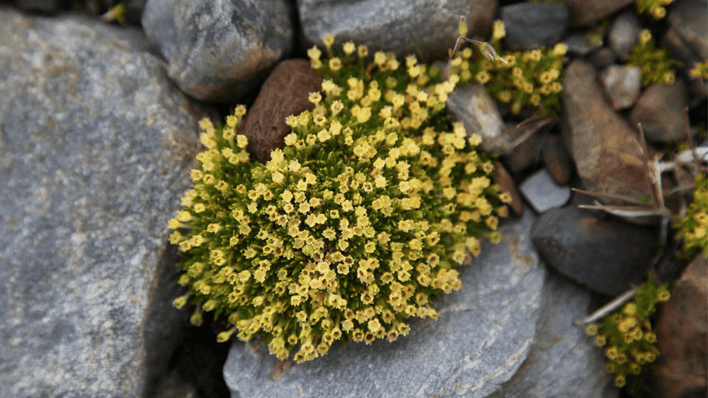 Adaptations of Arctic mosses