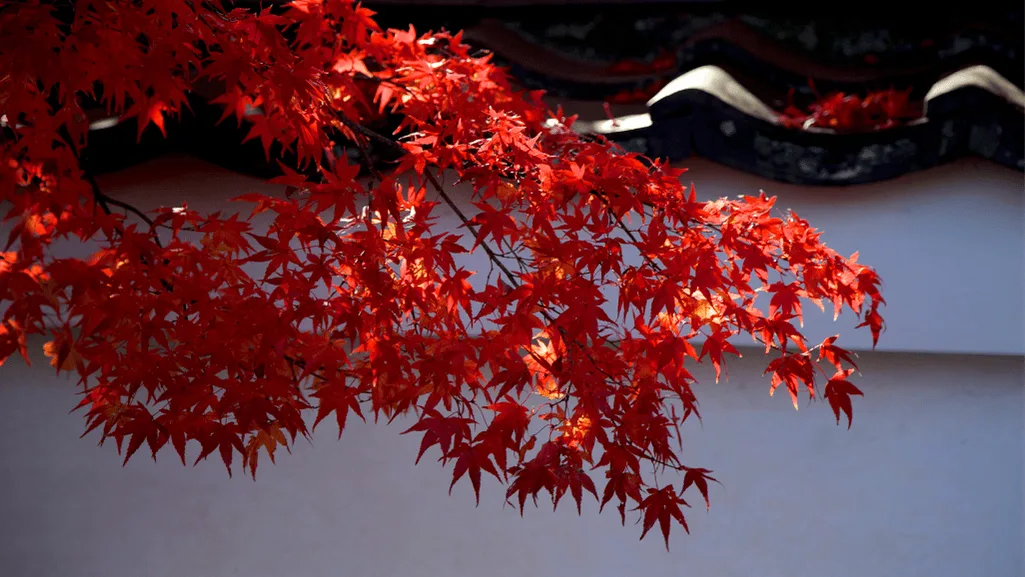 Aesthetic Versatility of Japanese Maples
