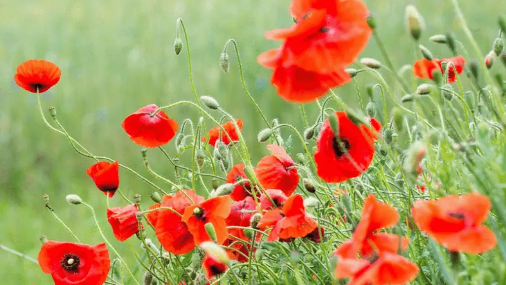 August Birth Flower Zodiac