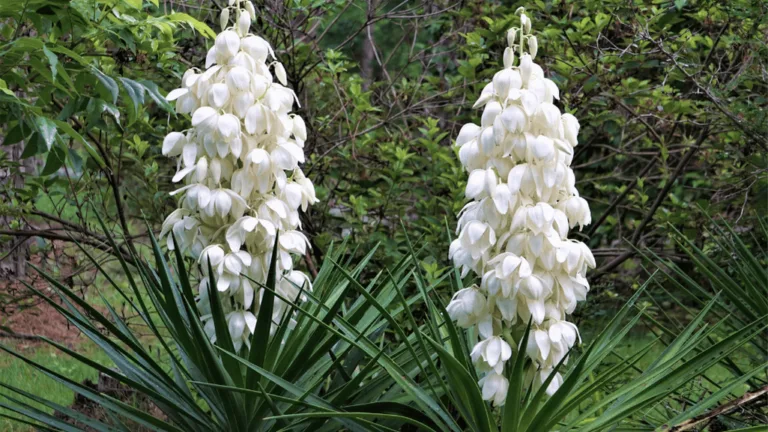 Beaked Yucca Care Guide: Tips for Thriving Plants 1 Beaked Yucca