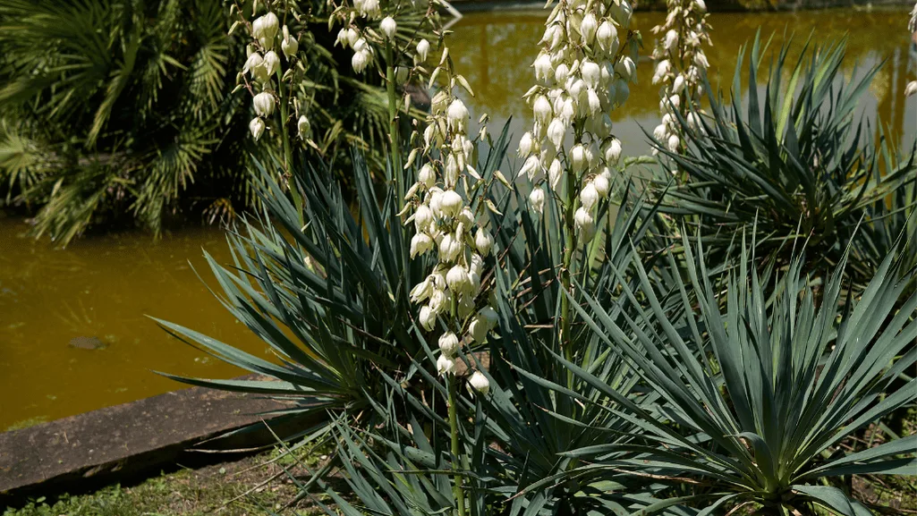 Beaked Yucca in Natural Habitat