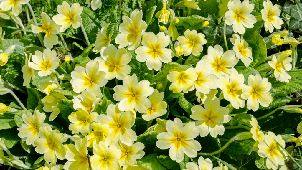 Beautiful primrose flowers in various colors