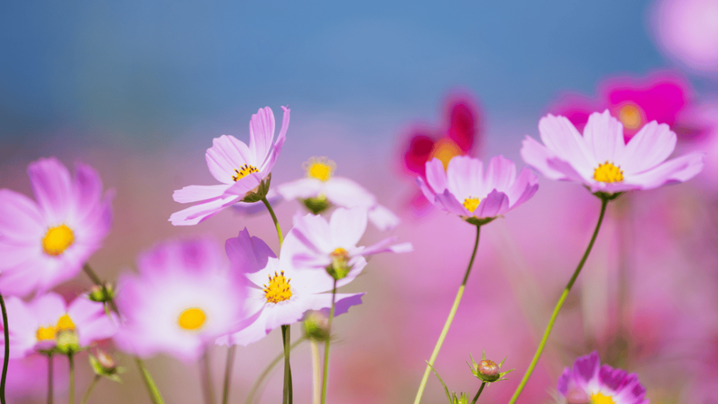 Birth Month Flower For September 2