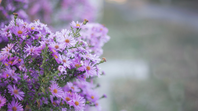 Birth Month Flower For September