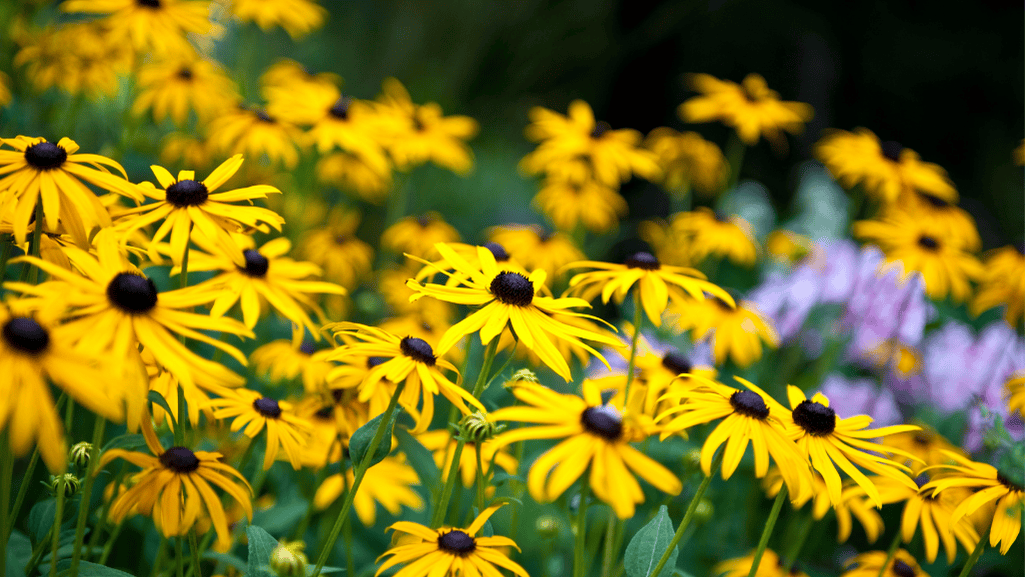 Black Eyed Susans Bloom