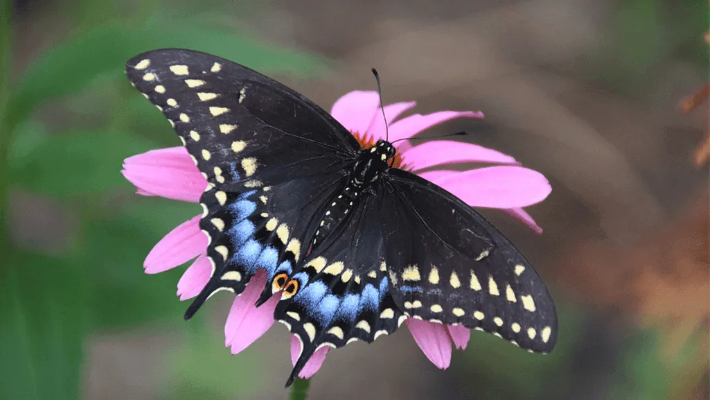 Black swallowtail adult butterfly