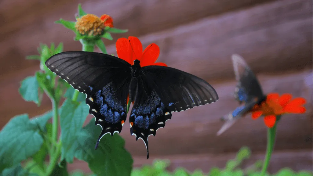 Geographical Spread of Black Swallowtail