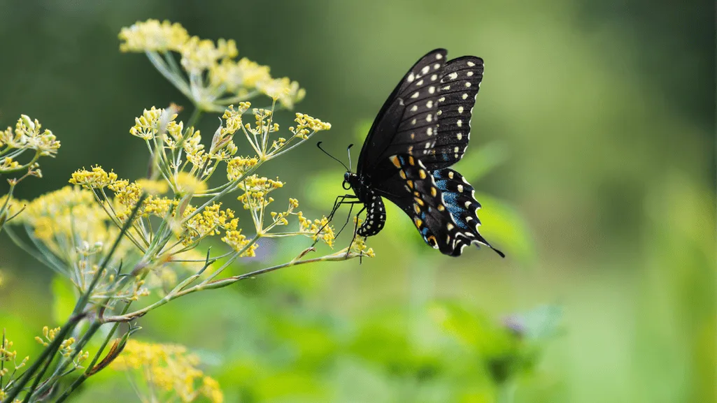 Black Swallowtail