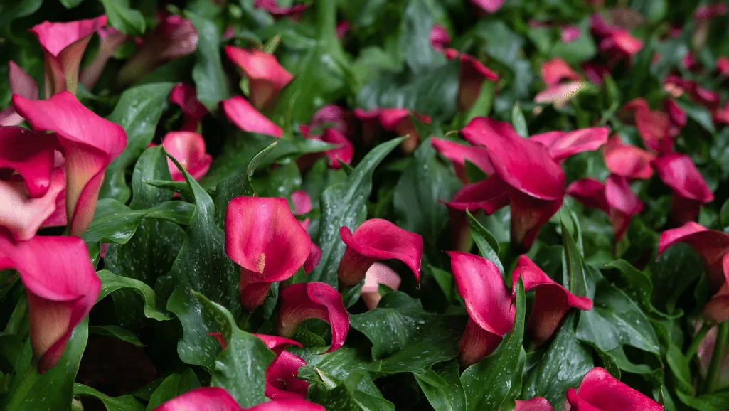 Watering Calla lilies techniques
