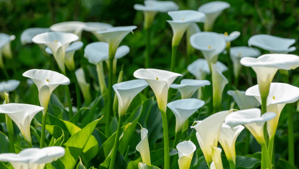 Calla Lily Fertilizer Application