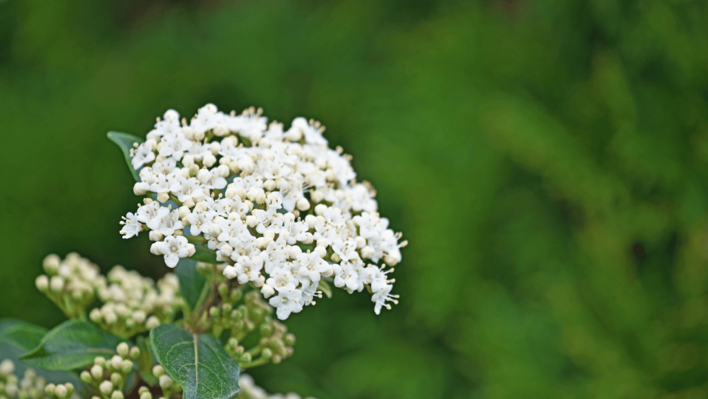 Caring for Viburnum tinus in the garden