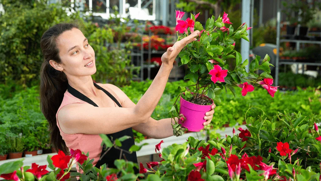 Caring for mandevilla vines in the garden