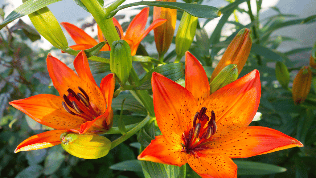 Claude Monet's Tiger Lilies painting