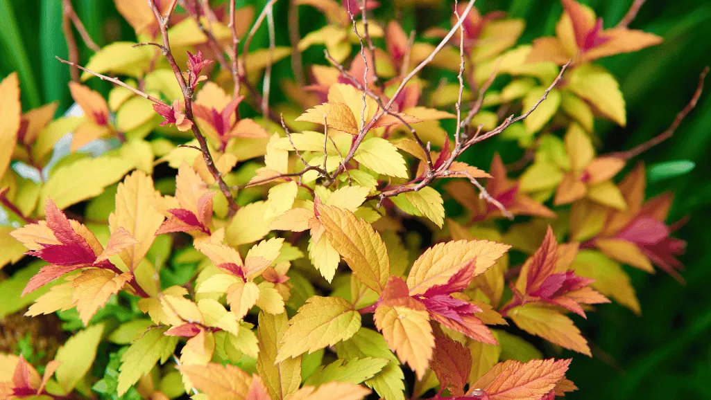 Colorful foliage of Spiraea japonica cultivars