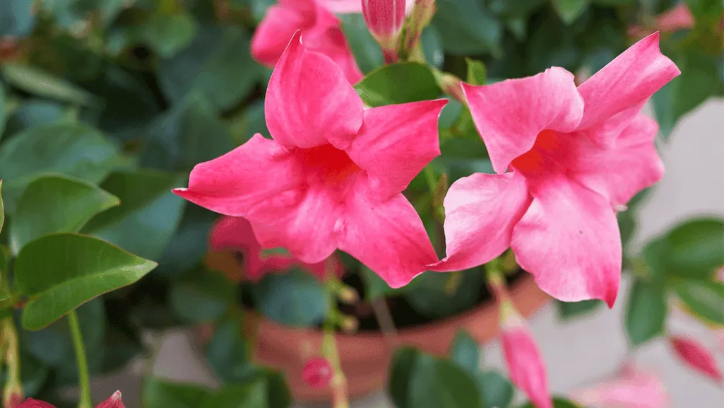 Colorful mandevilla blooms in a garden