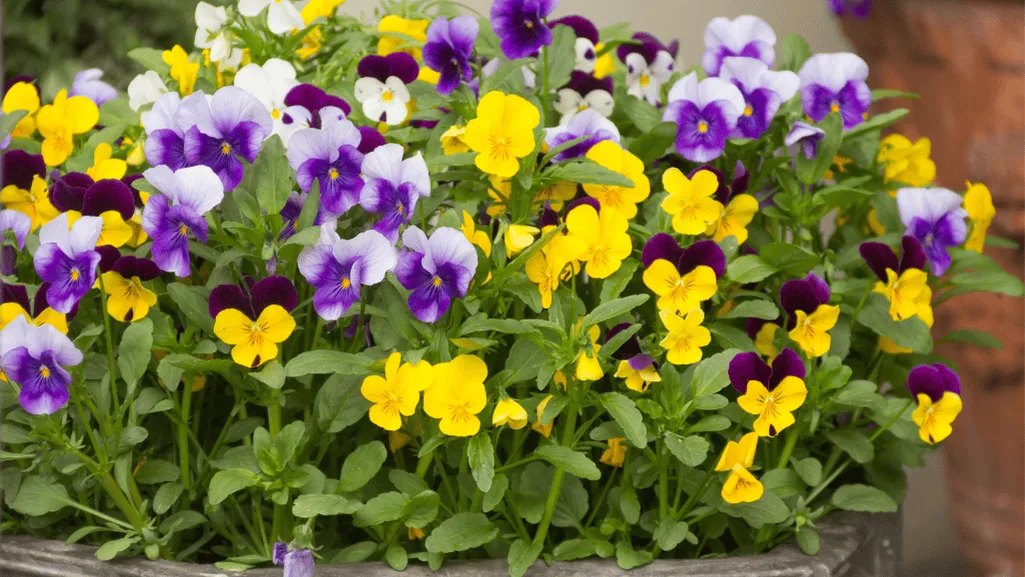 Colorful pansy floral displays in garden borders